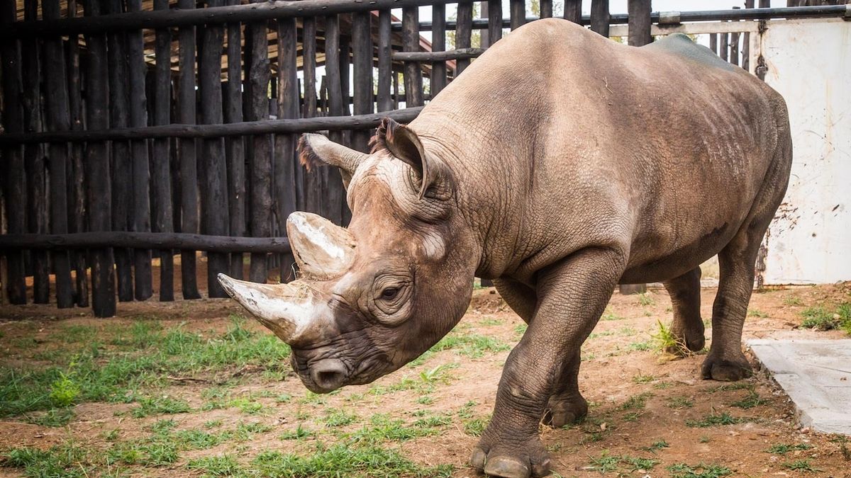 Dvorský nosorožec Manny ve Rwandě uhynul